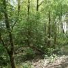 Achterliggend bos