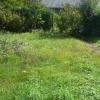 Tuin